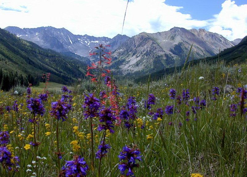 Picture Of Wildflowers In Colorado